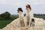BARZOI 048